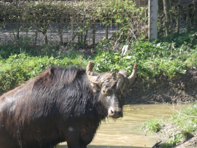 Waterbuffalo - De Zonnegloed - Animal park - Animal refuge centre 